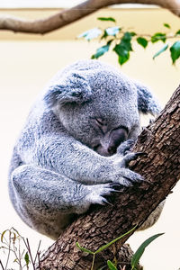 Close-up of cat sleeping on tree