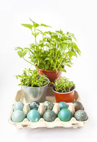 Close-up of potted plant against white background