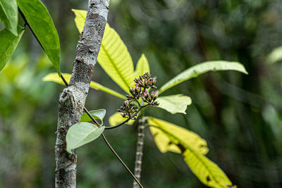 Close-up of flower on tree