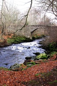 River amidst trees in forest during autumn