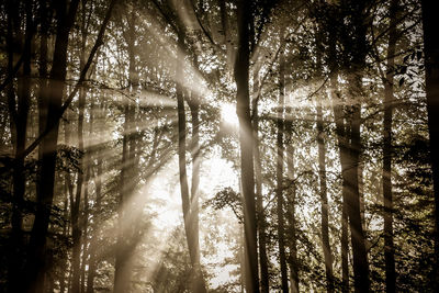 Low angle view of sunlight streaming through trees in forest