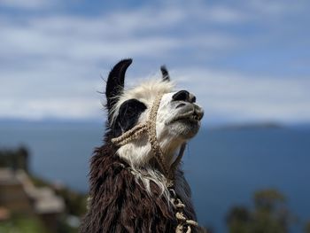 Close-up of a reptile against sky