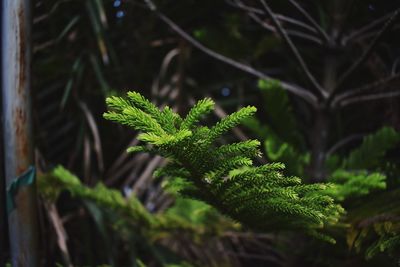 Close-up of fern growing on plant