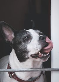 Portrait of beautiful american staffordshire terrier licking his nose with tongue 