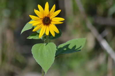 Close-up of yellow flower blooming outdoors