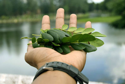 Close-up of hand holding plant