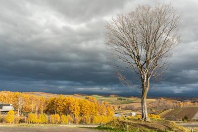 Bare tree on field against sky