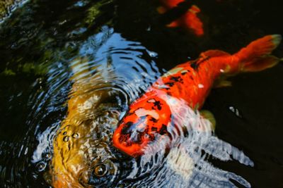 High angle view of koi carps swimming in lake