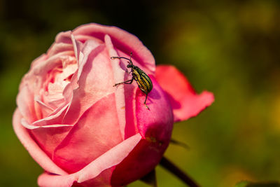 Close-up of insect on pink flower