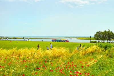 Scenic view of grassy field