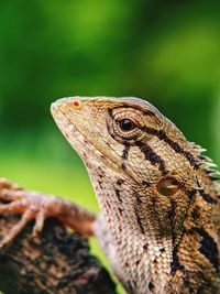 Close-up of lizard