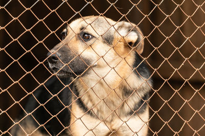 Portrait of dog in cage