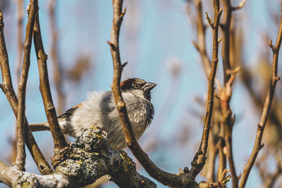 Low angle view of bird sparrow perching on branch