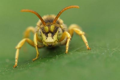 Detailed closeup on a male lathbury's cuckoo nomad bee, nomada lathburiana sitting on a green leaf