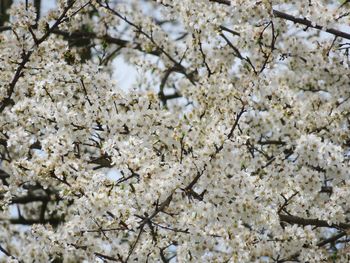 Low angle view of cherry blossom tree