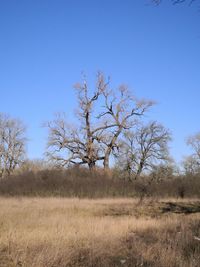 Trees on field against clear blue sky