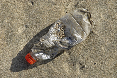 High angle view of a shell on sand