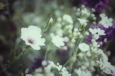 Close-up of white flowering plant