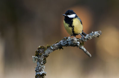 Close-up of bird perching on branch