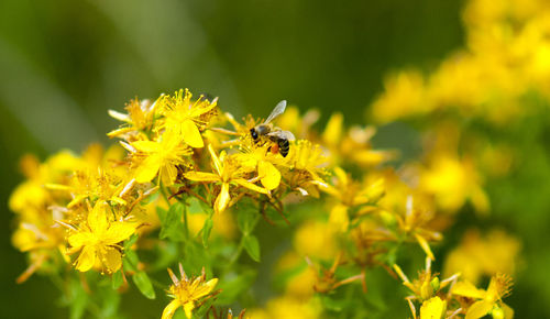 Close-up of bee on yellow flower