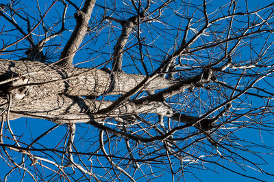 Low angle view of bare tree against blue sky