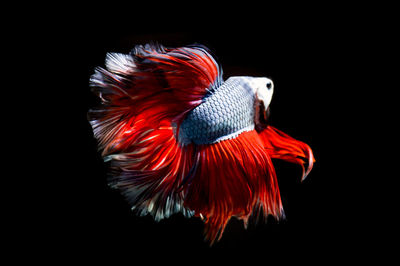 Close-up of bird against black background