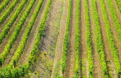 Full frame shot of agricultural field