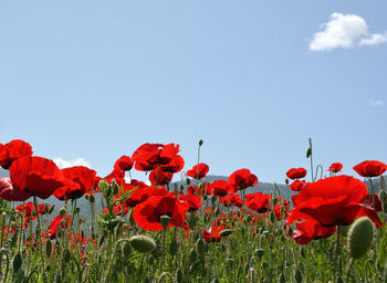 Close-up of red poppy flowers growing on field against sky