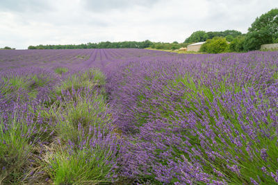Scenic view of lavender field against sky