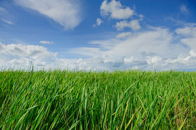 Scenic view of agricultural field against sky