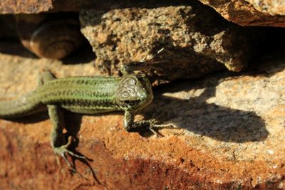 Close-up of lizard