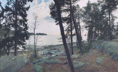 Scenic view of forest against sky