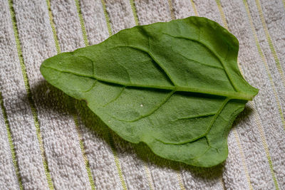 High angle view of fresh green leaves