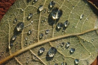 High angle view of raindrops on leaves