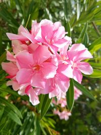 Close-up of pink flowers