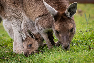 Female western grey kangaroo with joey in her pouch macropus fuliginosus melanops