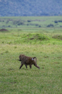 Lion walking in a field