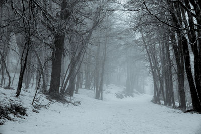 Bare trees on snow covered land