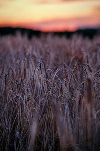 Close-up of ears in field at sunset