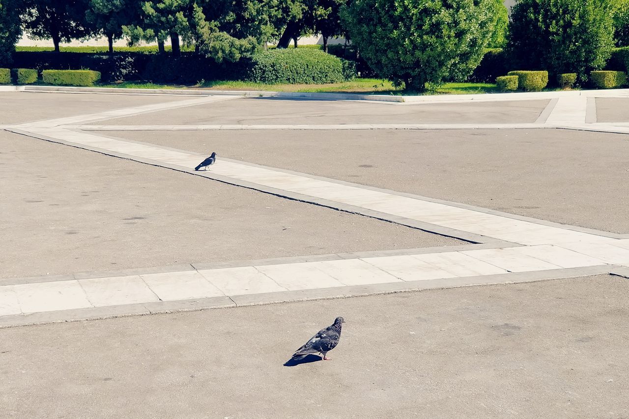 bird, animals in the wild, animal themes, one animal, animal wildlife, wildlife, crow, perching, day, raven - bird, outdoors, nature, seagull, tree, spread wings, no people, mourning dove, bird of prey