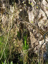 Close-up of tree trunk in forest