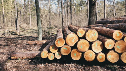 Stack of logs in forest