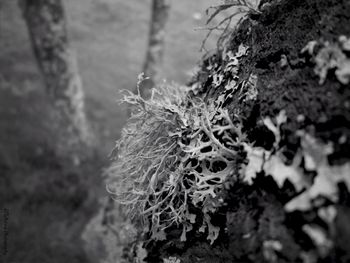 Close-up of dead plant