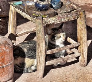 High angle view of cat resting below old stool