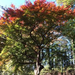 Low angle view of trees