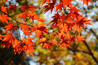 Close-up of maple leaves on tree