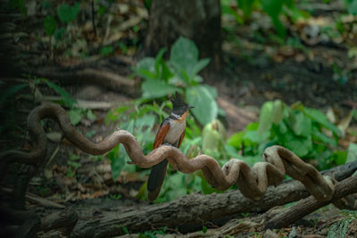 Close-up of lizard on land