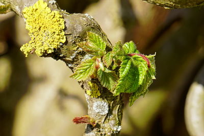 Close-up of leaves on tree trunk