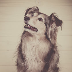 Close-up of dog looking away on floor at home