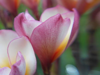Close-up of pink flower blooming outdoors